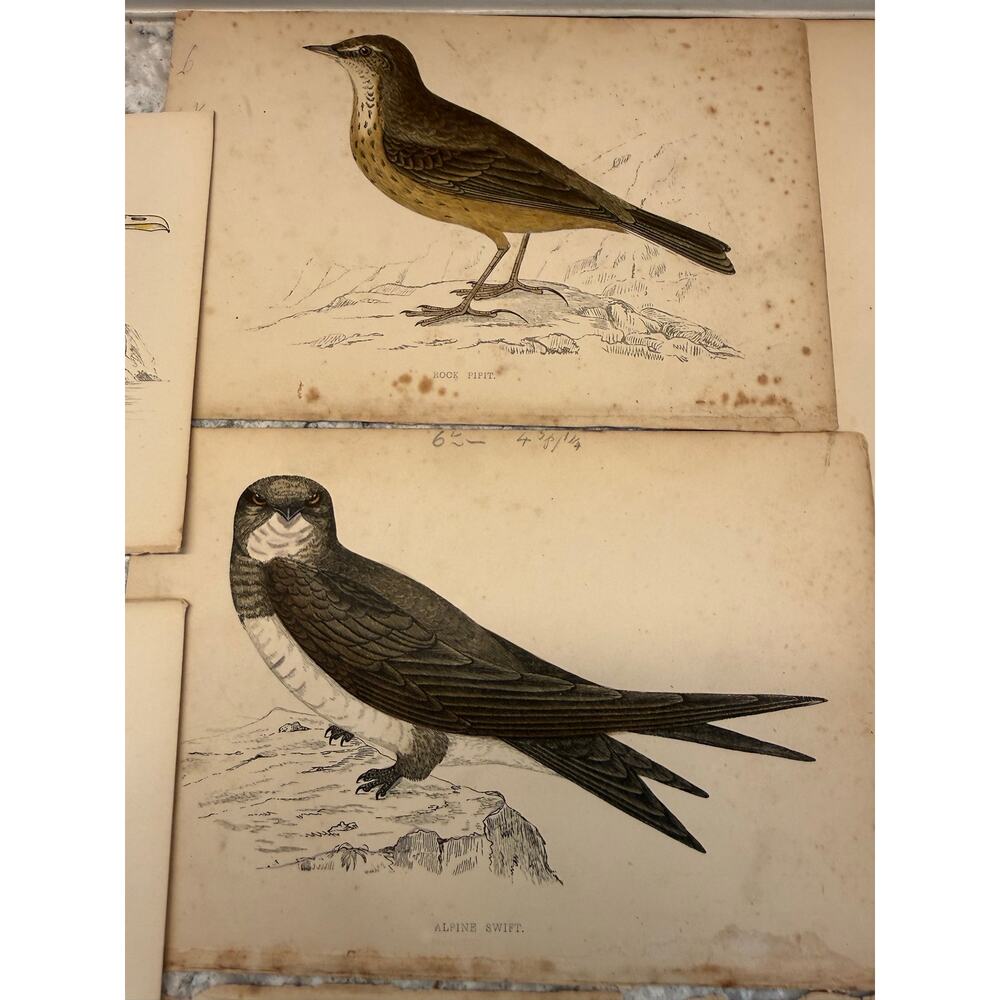 Collection of 15 Antique Ornithological & Natural History Prints Various Animals - Picture 4 of 13